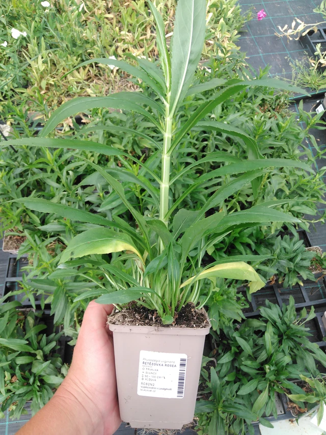 Řetězovka Rosea - 2024