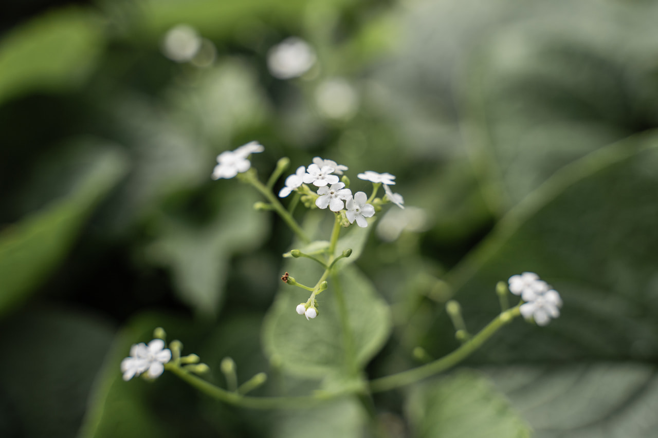 Kaukázusi nefelejcs Betty Bowring, Loukykvět