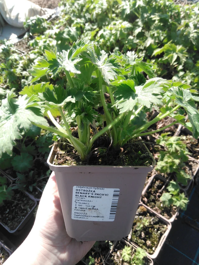 Ritarinkannus Benary’s Pacific Black Knight - 3. 4. 2025