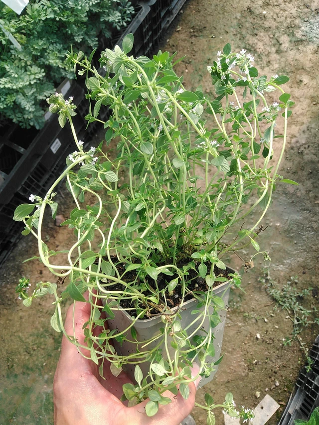 Mateřídouška Lemon - 1. 7. 2025