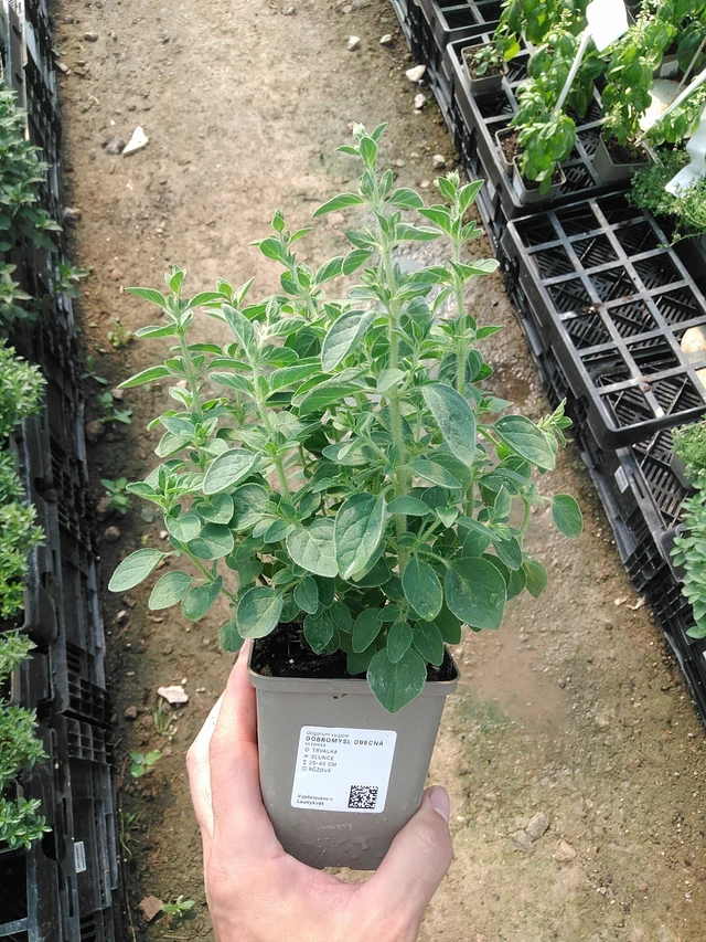 Meirami - 1. 7. 2025