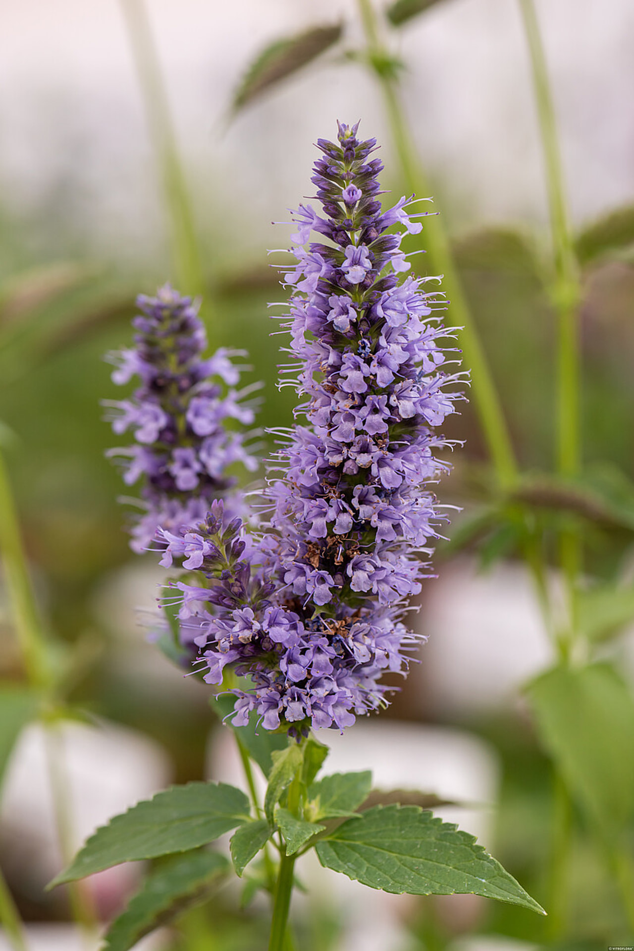Agastache Black Adder, Loukykvět