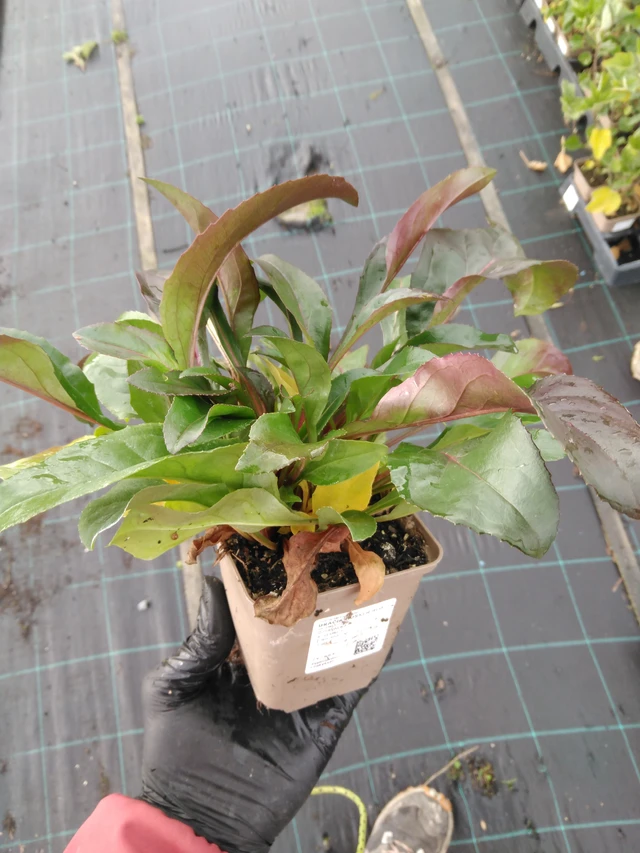 Penstemon Husker Red - 23. 10. 2025