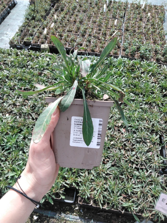 Kiiltomalva Summer Breeze - 2024