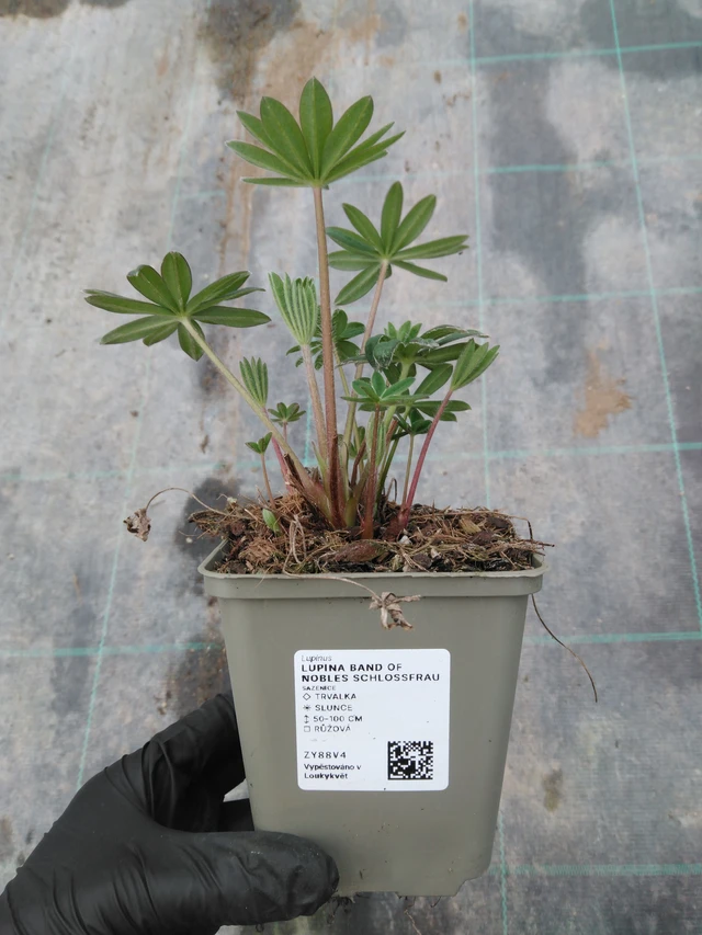 Csillagfürt Band of Nobles Schloßfrau - 1. 4. 2026