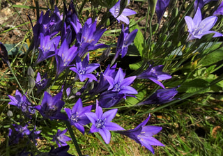 Triteleja Blues, Loukykvět