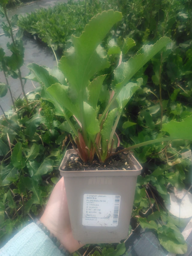 Panicaut plan - 2024