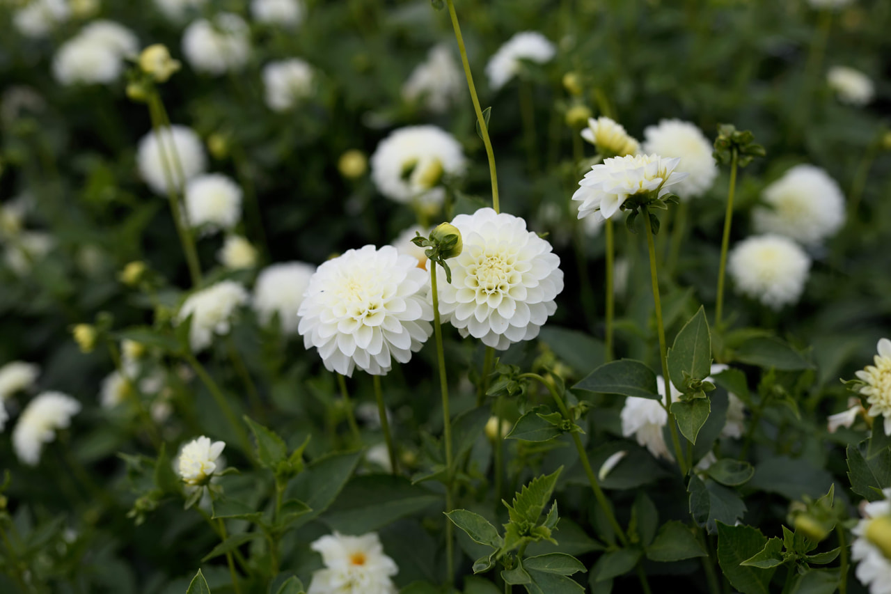 Jiřina White Renova, Loukykvět
