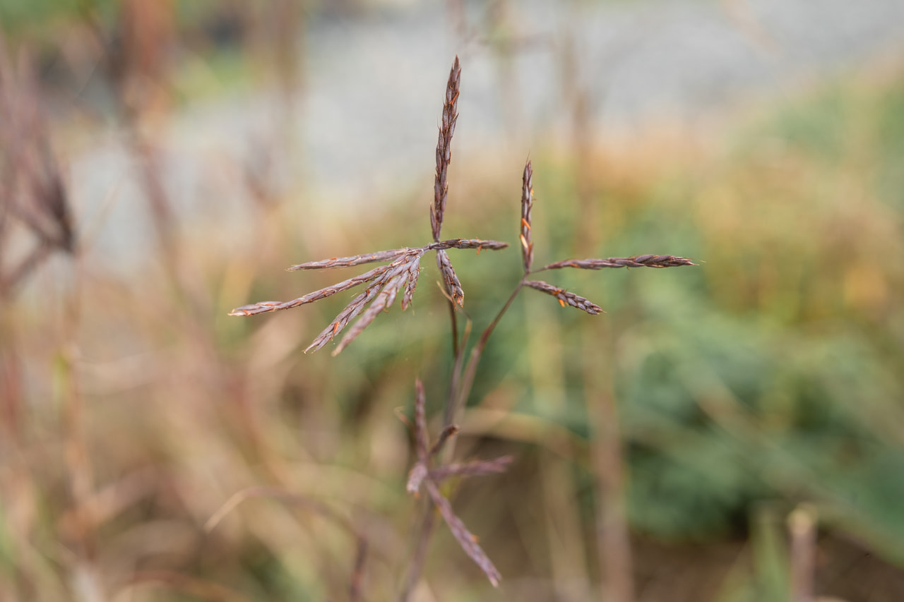Baardgras JS Purple Konza, Loukykvět