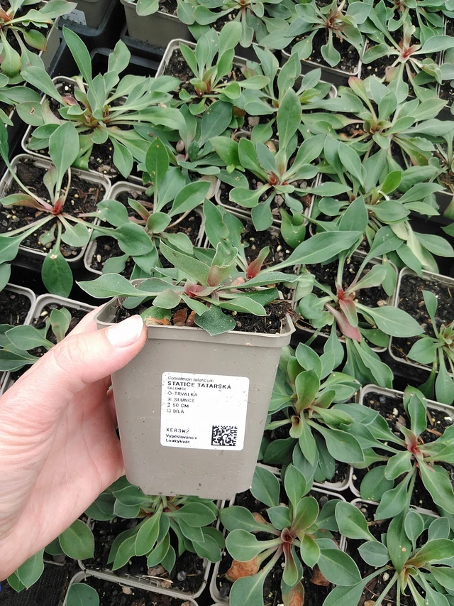 Statice tatarská - 9. 6. 2025