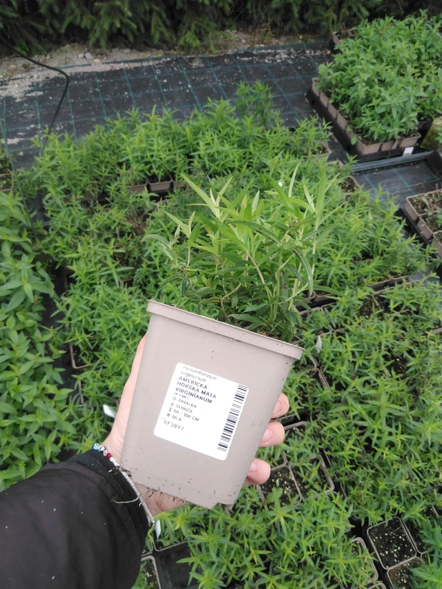 Amerikanvuoriminttu Virginianum - 2024