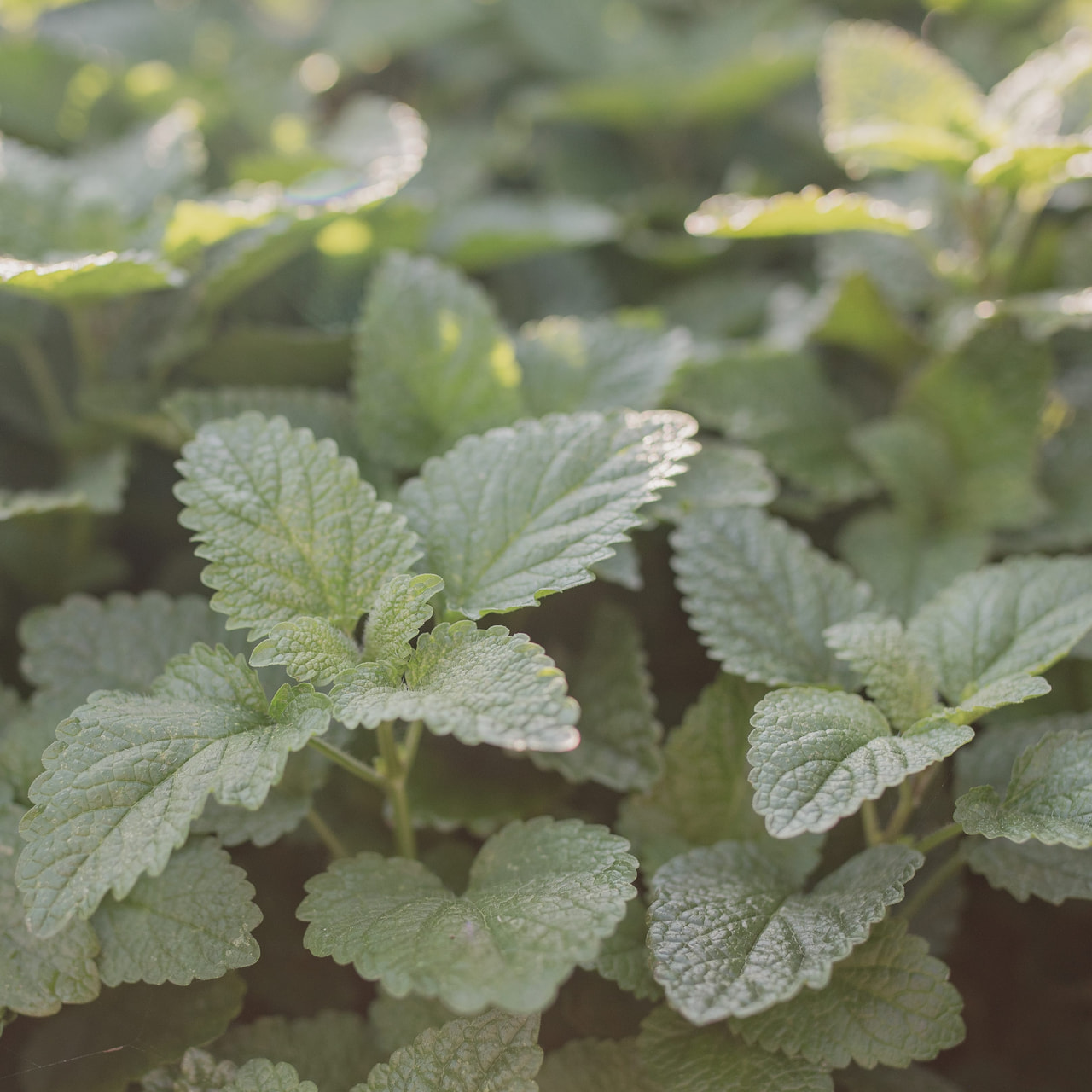 Meduňka lékařská, Loukykvět