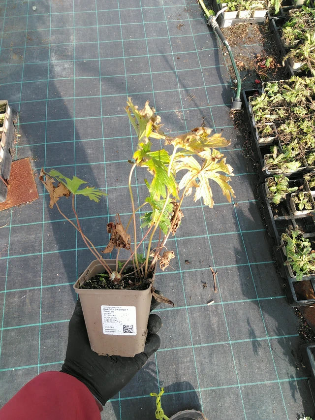 Kurjenpolvi skvrnitý Chatto - 31. 10. 2025