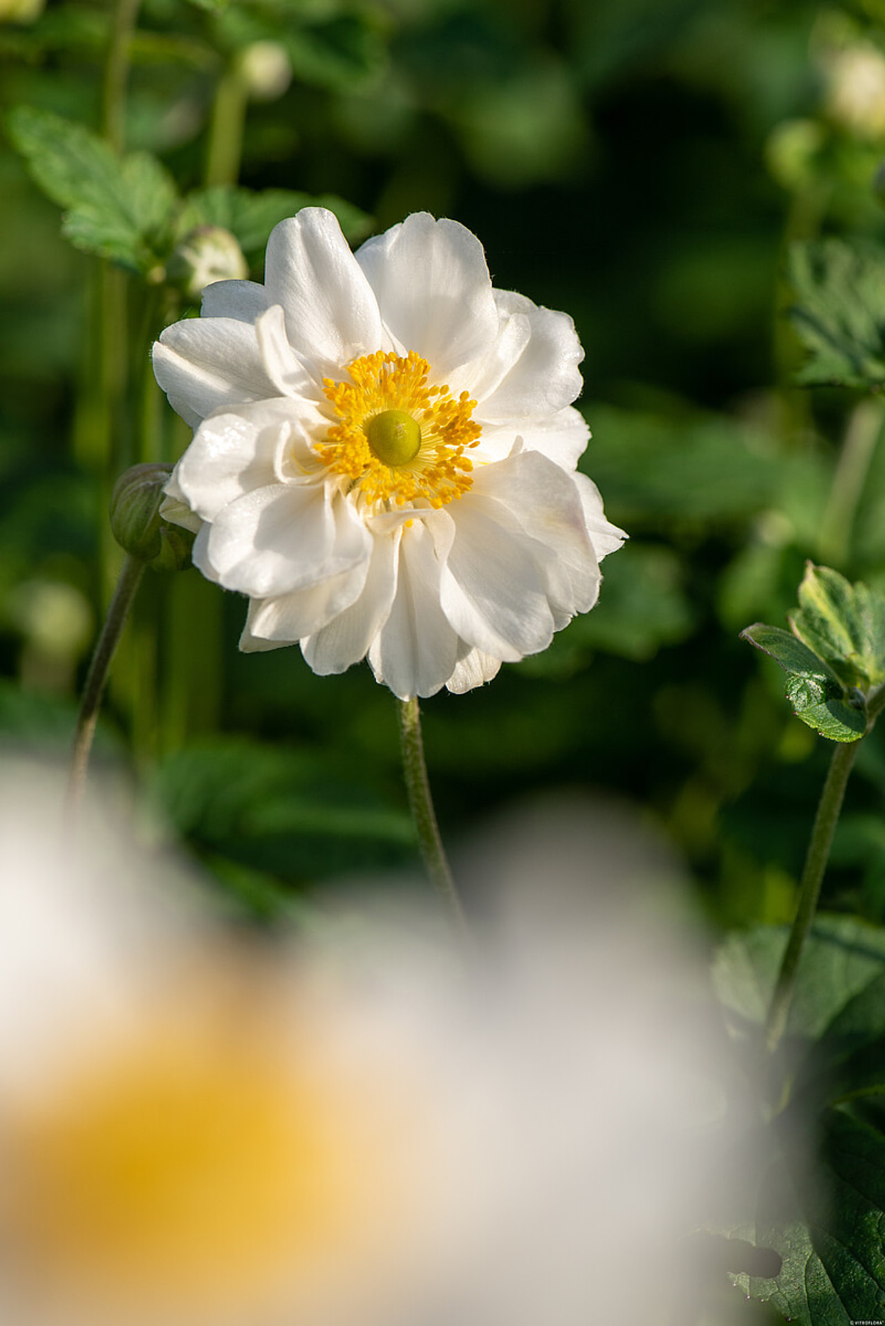 Sasanka japonská Whirlwind, Loukykvět