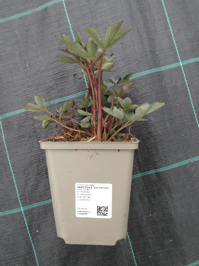 Szívvirág Valentine - 1. 4. 2026