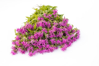 Monarda Pink Suprême, Loukykvět