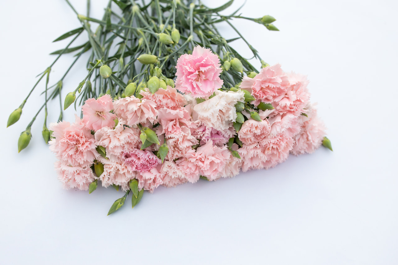 Karafiát Chabaud La France, Loukykvět