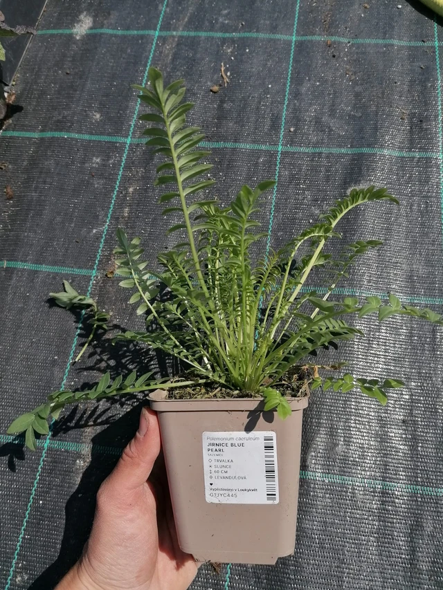 Jirnice Blue Pearl - 2024