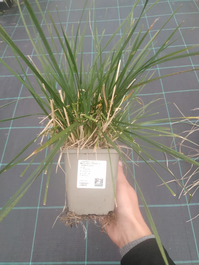 Metlice trsnatá Tardiflora - 10. 10. 2025