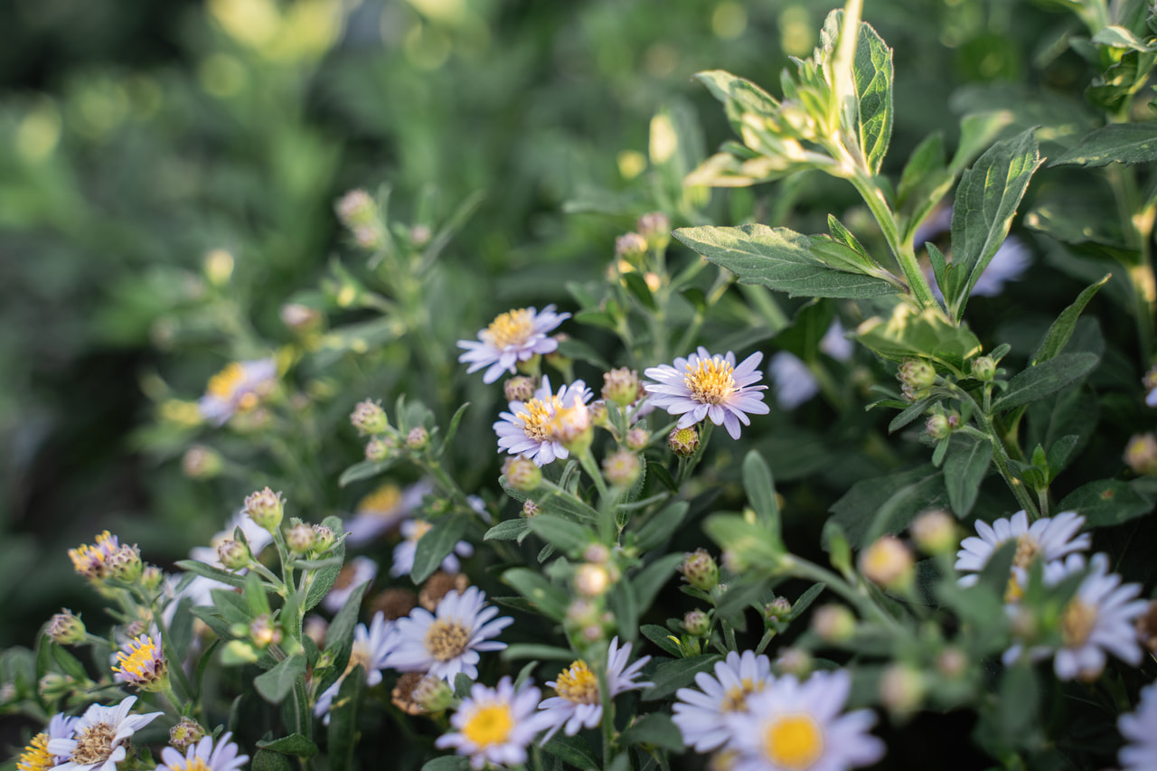 Astra ageratoides Stardust, Loukykvět