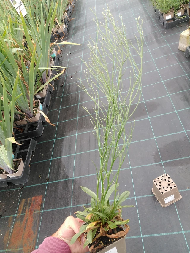 Statice Blush Diamond - 7. 7. 2025