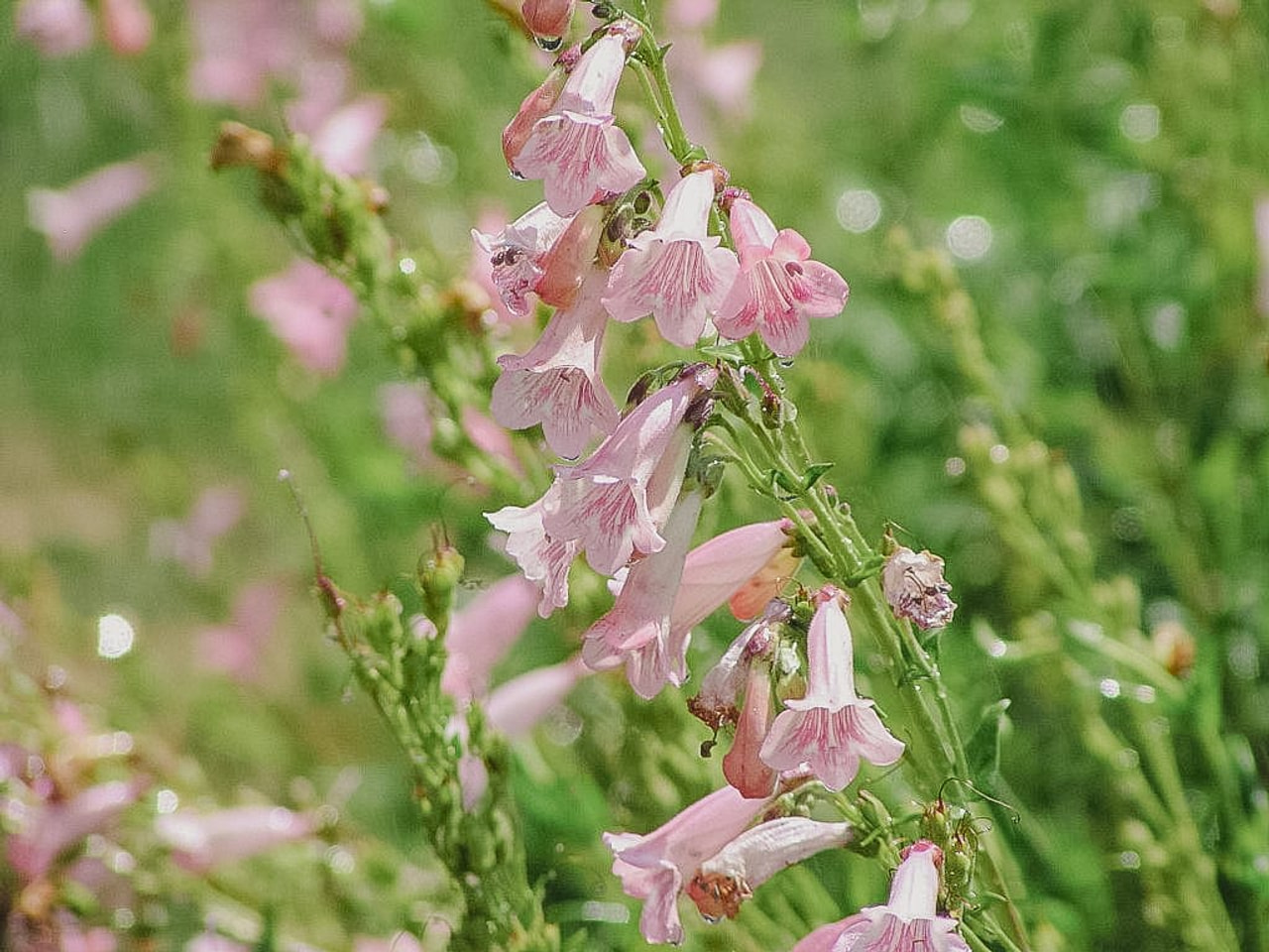 Dračík Apple Blossom, Loukykvět