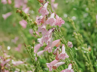 Dračík Apple Blossom, Loukykvět