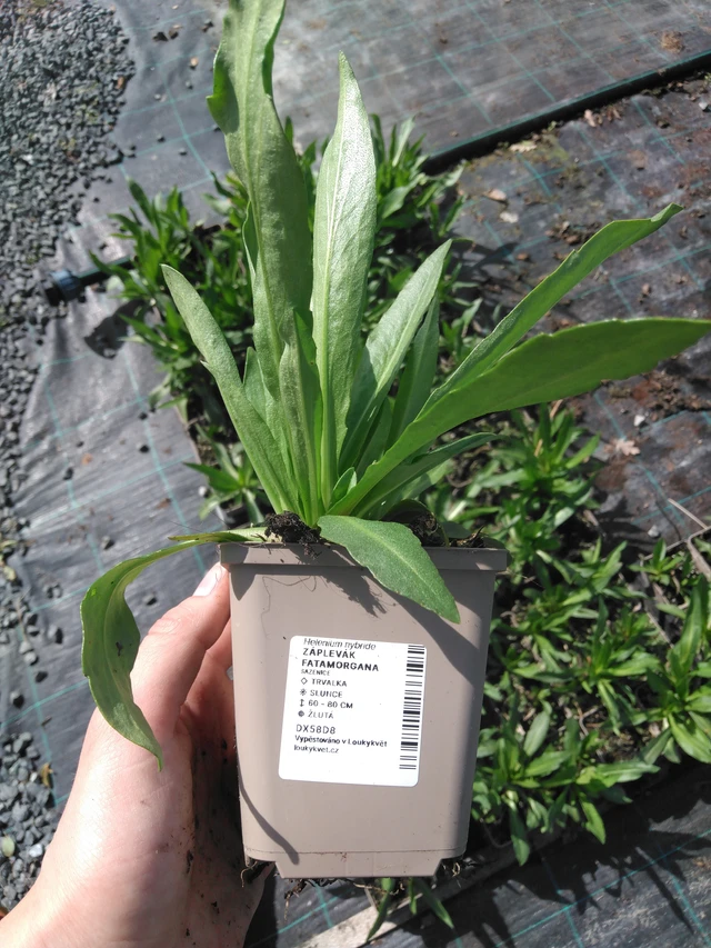 Sneezeweed Fatamorgana - 2024