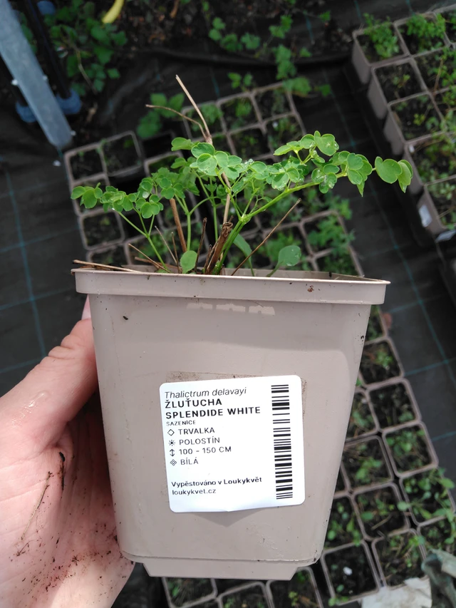 Talictrum Splendide White - 2024