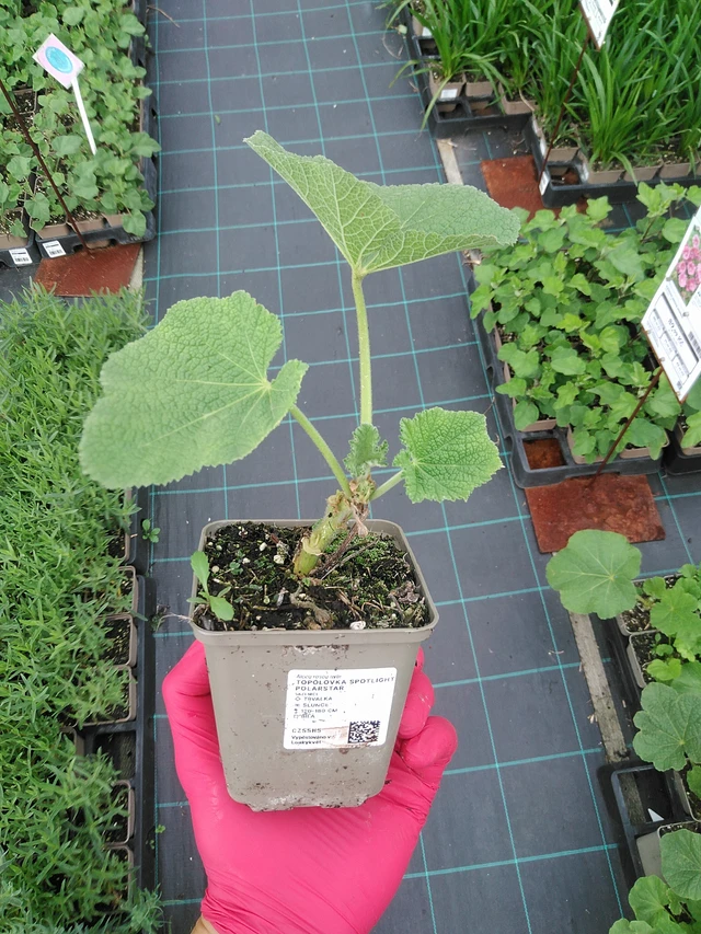 Malva Spotlight Polarstar - 29. 7. 2025