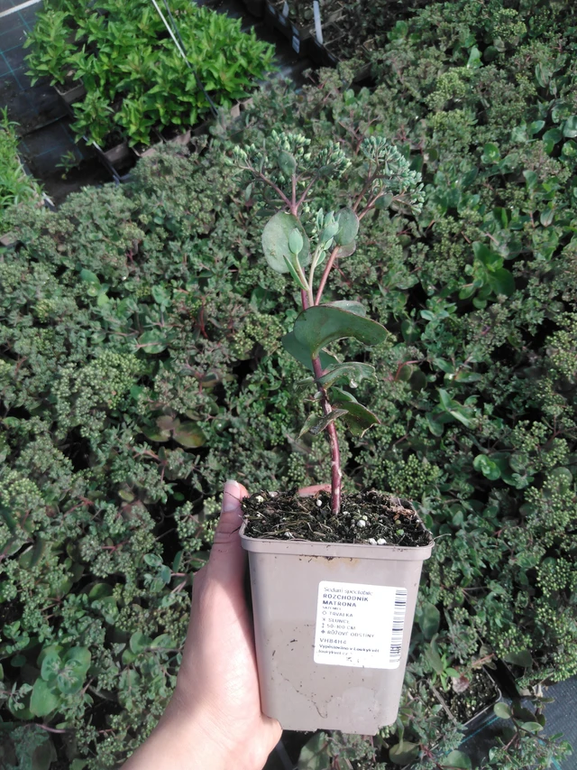 Maksaruoho Matrona - 2024