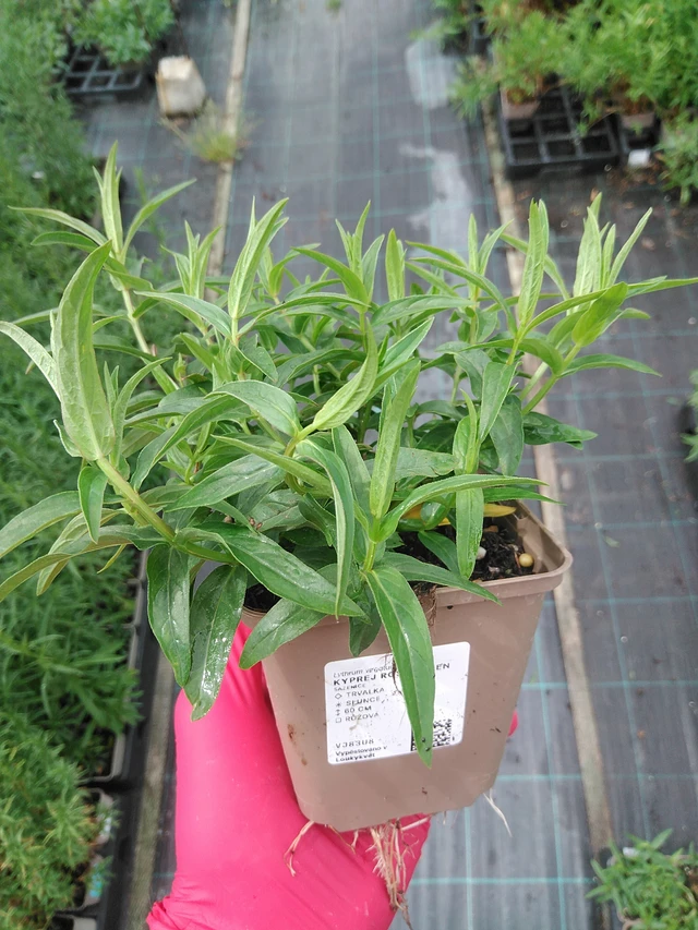 Kyprej Rose Queen - 8. 7. 2025