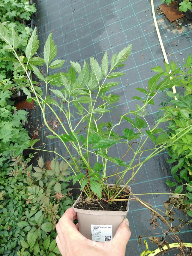 Astilbe Peaches and Cream - 28. 7. 2025