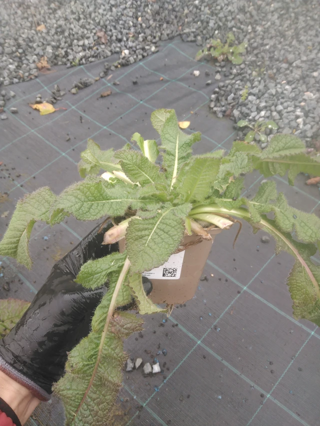 Štětka laločnatá - 23. 10. 2025