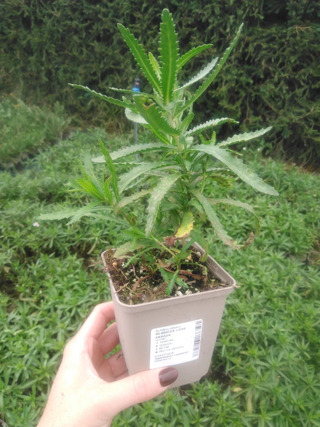 Milenrama Love Parade - 2024