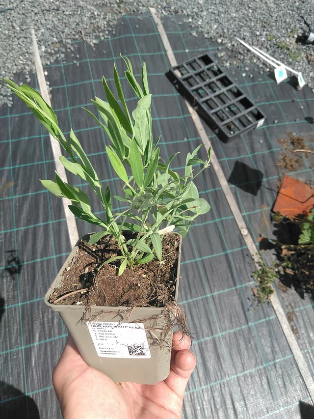 Hajuherne White Pearl - 24. 6. 2025