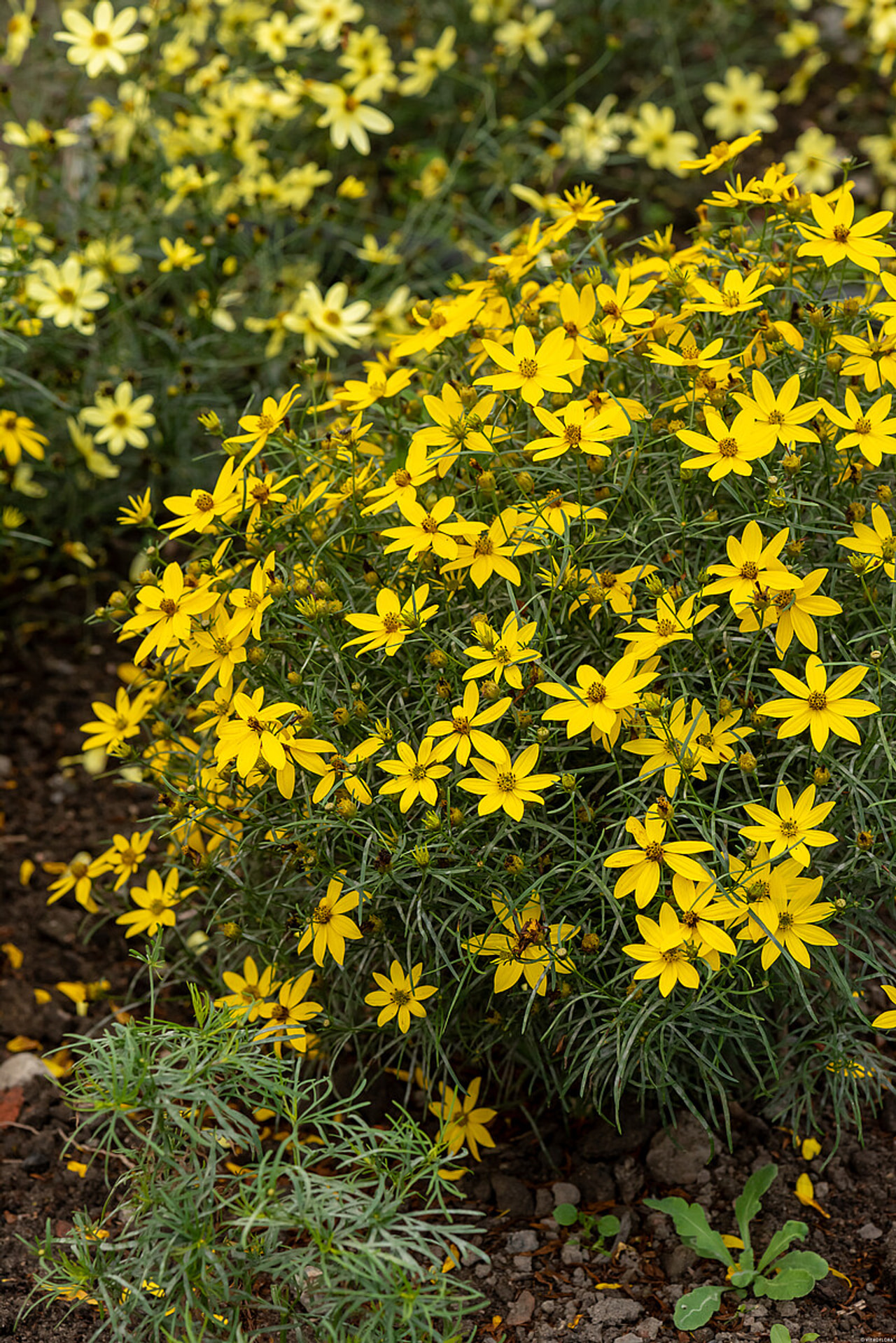 Krásnoočko Zagreb, Loukykvět
