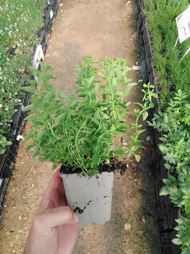 Dobromysl Compactum - 1. 7. 2025