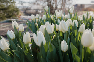 Tulipán Kobla, Loukykvět