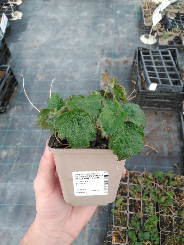 Sasanka plstnatá Septemberglanz - 8. 4. 2025