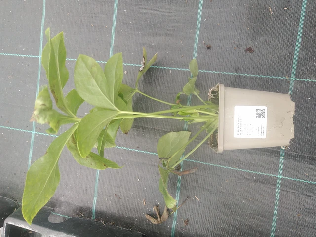 Hellebore Double Ellen Green - 10. 10. 2025