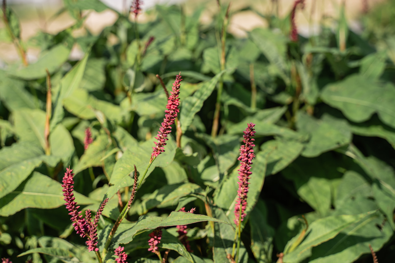 Rdesno Dark Red, Loukykvět