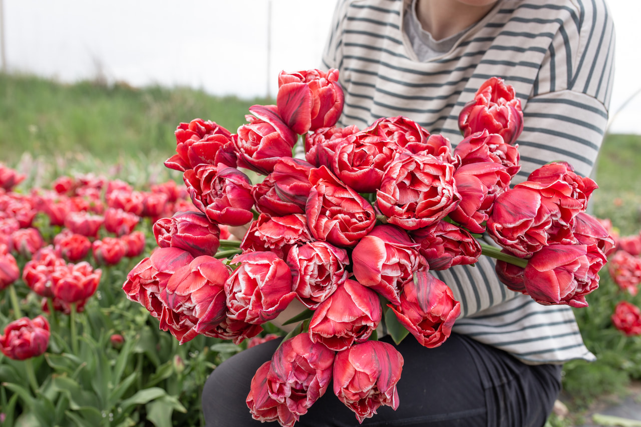 Tulipán Cabella, Loukykvět