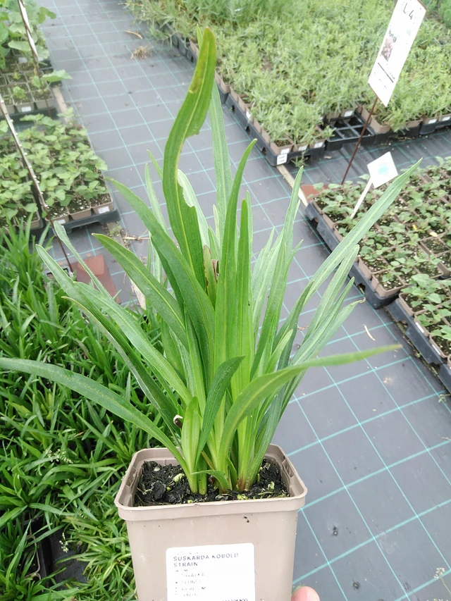 Ruusukaunokki Kobold Strain - 21. 7. 2025