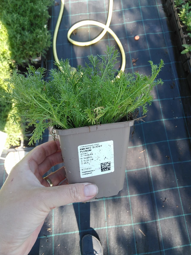 Rmenec sličný Plenum - 19. 8. 2025