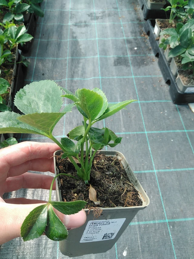 Eléboro Double Ellen Purple - 24. 6. 2025