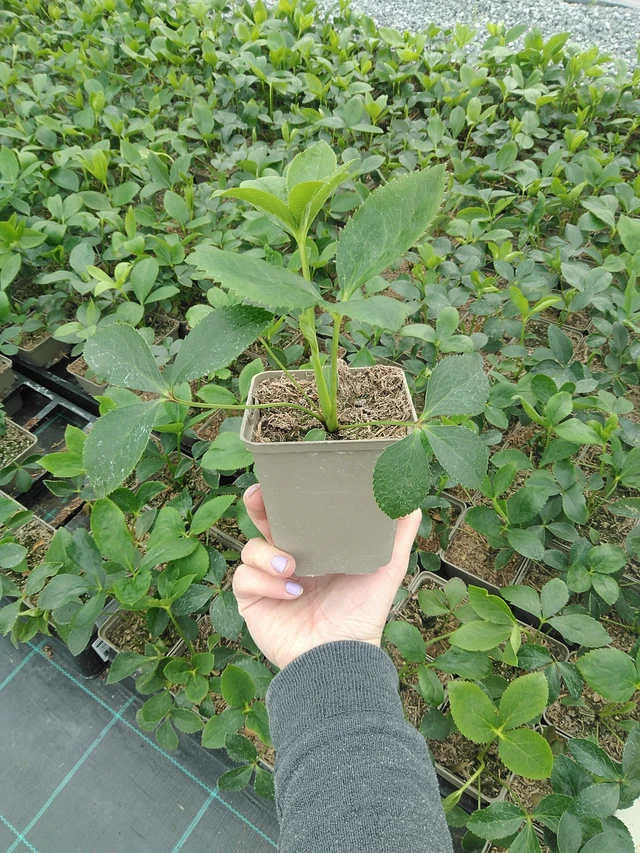 Eléboro Double Ellen Pink Spotted - 9. 6. 2025