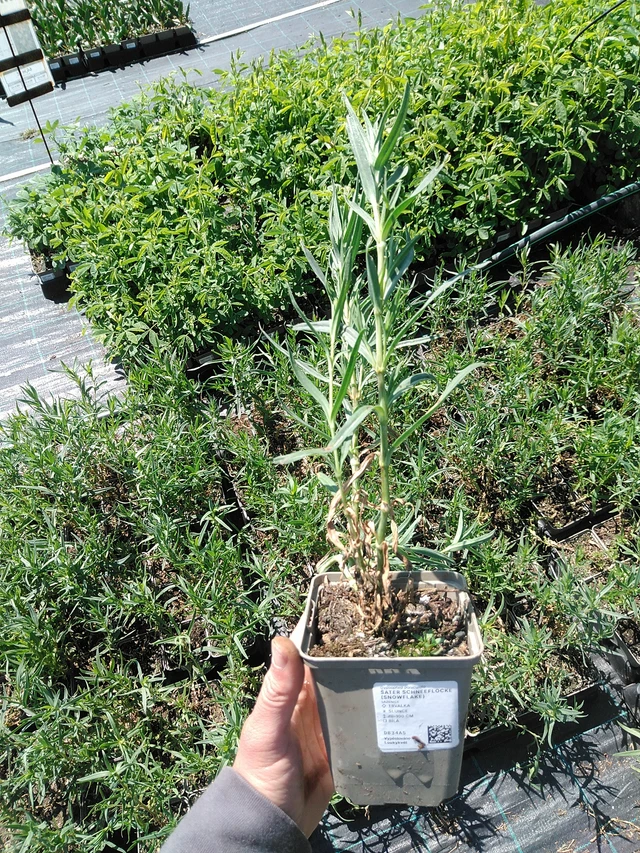 Morsiusharso Schneeflocke (Snowflake) - 13. 5. 2025