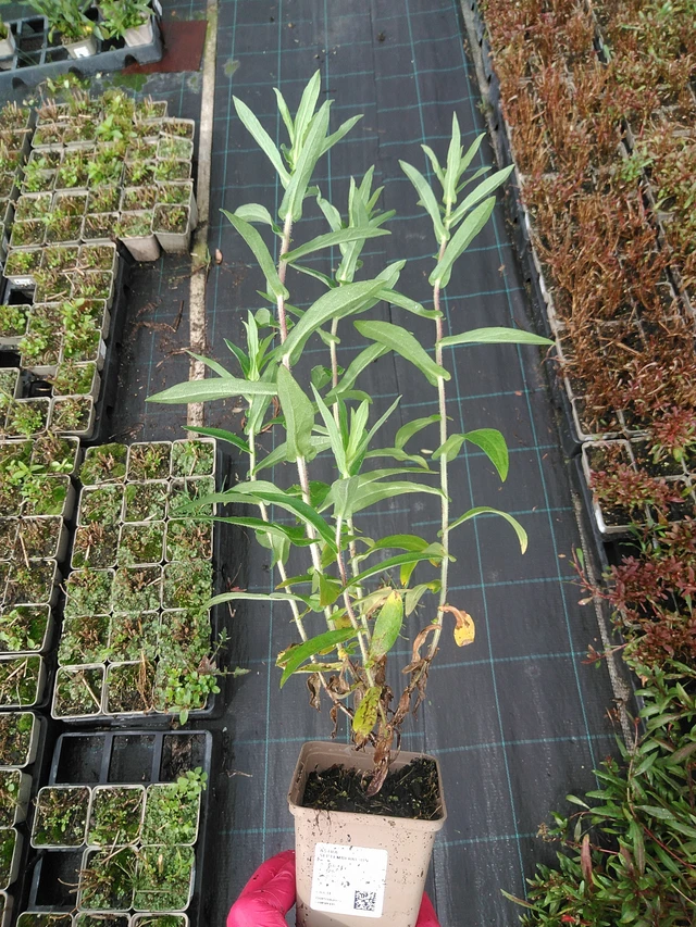 Aster Septemberrubin - 29. 7. 2025