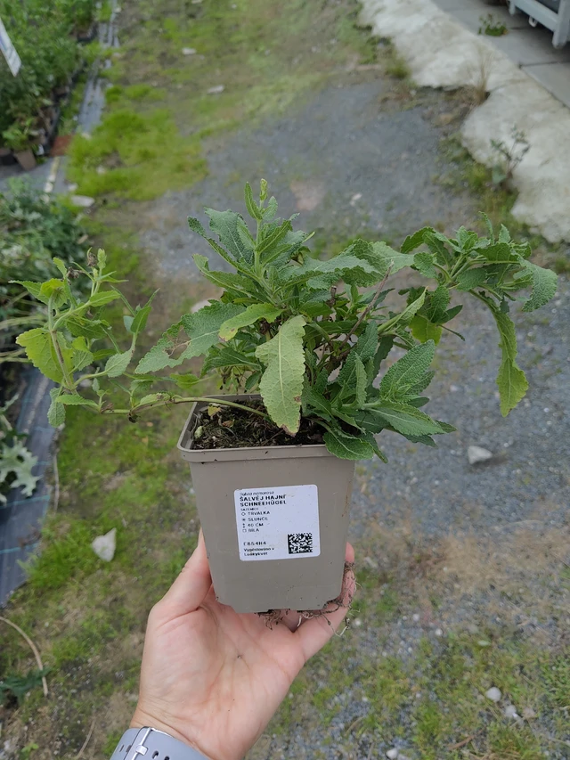 Šalvěj hajní Schneehügel - 10. 9. 2025